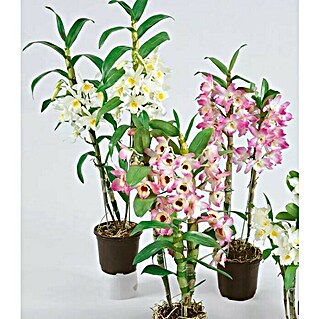 Orquídeas | BAUHAUS