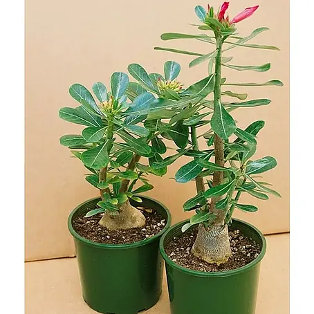 Piardino Adenium