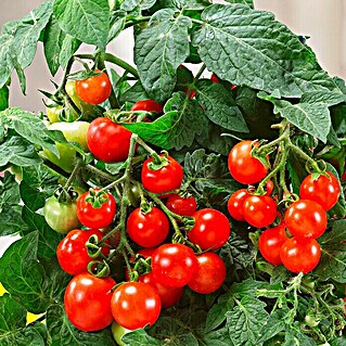 Piardino Tomate Verino (Lycopersicon lycopersicum, 19 cm, Erntezeit: Juli)