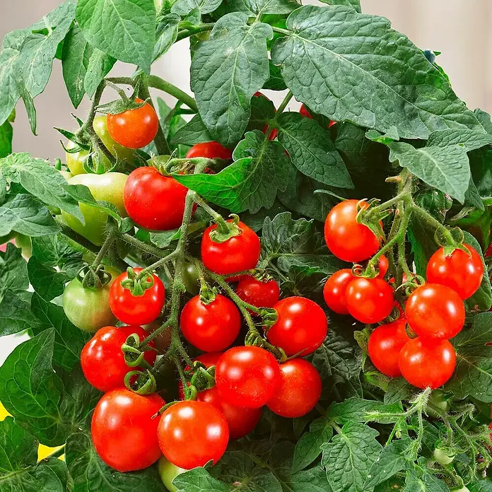 Piardino Tomate Verino - Lycopersicon lycopersicum, 19 cm, Erntezeit: Juli - Frische, rote Kirschtomaten an der Pflanze, umgeben von grünen Blättern. Ideal für den Anbau im eigenen Garten oder auf dem Balkon.