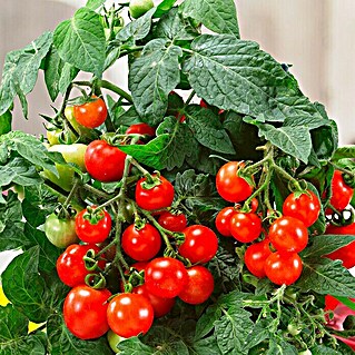Piardino Mini-Tomate (Solanum lycopersicum 'Verino' F1, Topfgröße: 12 cm, Erntezeit: Juli - Oktober)