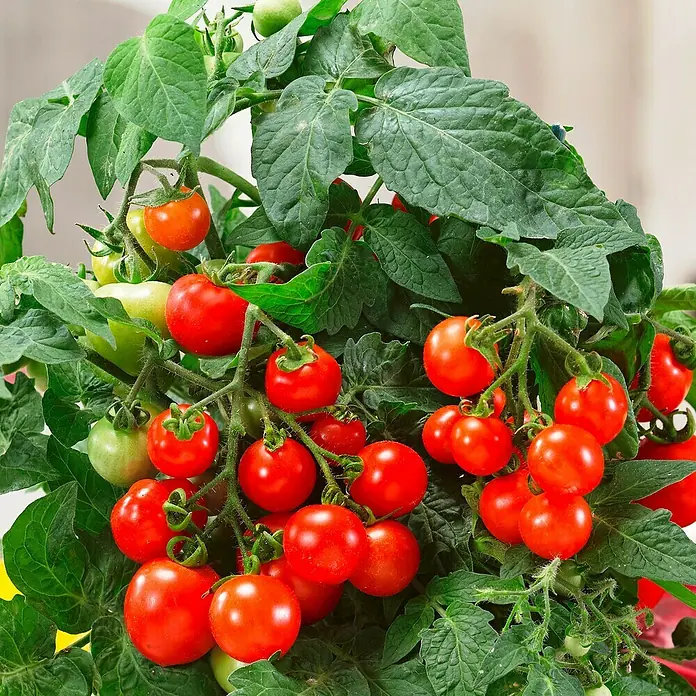 Piardino Mini-TomateSolanum lycopersicum 'Verino' F1, Topfgröße: 12 cm, Erntezeit: Juli - Busch mit reifen und unreifen Kirschtomaten, die eine lebendige Mischung aus Rot- und Grüntönen zeigen, eingebettet in dichtes grünes Laub.