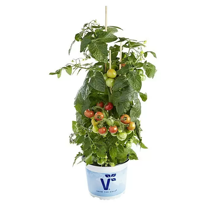 Piardino Mini-Tomate - Solanum lycopersicum 'Verino' F1, Topfgröße: 12 cm, Erntezeit: Juli - Vorderansicht