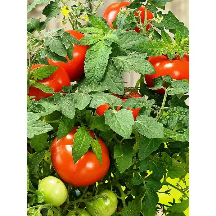 Piardino Mini-Tomate - Solanum lycopersicum 'Verino' F1, Topfgröße: 12 cm, Erntezeit: Juli - Nahaufnahme eines üppigen Tomatenstrauchs mit reifen, roten Tomaten und grünen Blättern, die frisch und gesund aussehen.