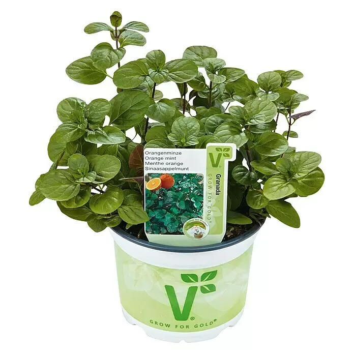 Piardino Minze - Mentha x piperita 'Orangenminze', Topfgröße: 12 cm - Vorderansicht
