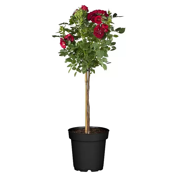 Piardino Edelrose - Rosa x 'Nostalgie', Topfgröße: 24 cm, Rot/Weiß - Topfrosenpflanze mit roten Blüten, grünem Laub, gestützt von zwei Holzstäben in einem schwarzen Topf mit brauner Erde.