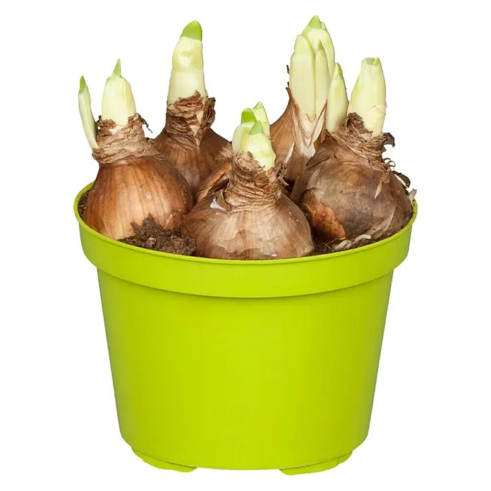 Piardino Frühlingsblumenzwiebeln Narzisse - Narcissus 'Bridal Crown' - Eine hellgrüne Topfblume mit mehreren Zwiebeln, die bereits austreiben. Die Pflanze ist bereit, weiter zu wachsen und zu blühen.