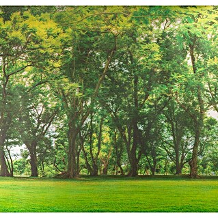 Vénilia Fensterfolie Vitrostatic (B x H: 67,5 x 150 cm, Forest, Selbstklebend)
