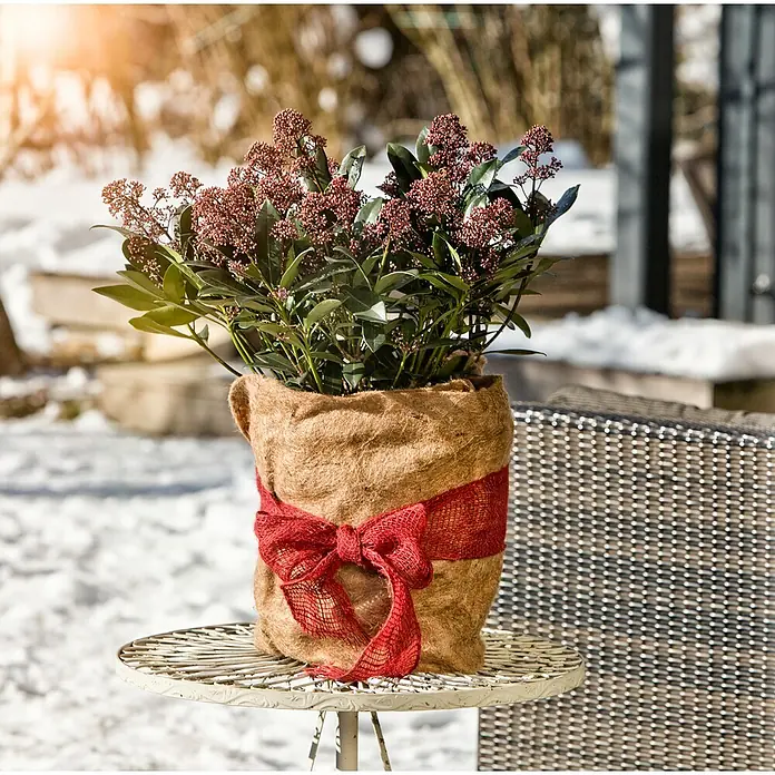 Windhager Jutevliesmatte - L x B: 150 x 38 cm, Natur - Eine dekorative Skimmia im Jutesack mit roter Schleife, perfekt für den winterlichen Garten oder die Terrasse.