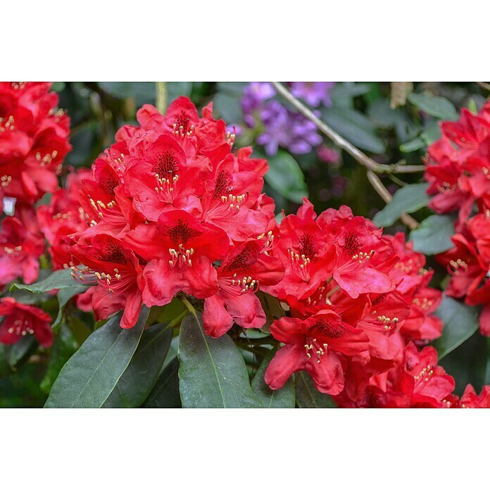 Großblumiger RhododendronRhododendron 'Rabatz'® EASYDENDRON®, Topfvolumen: 5 l, Rot Mood Shot