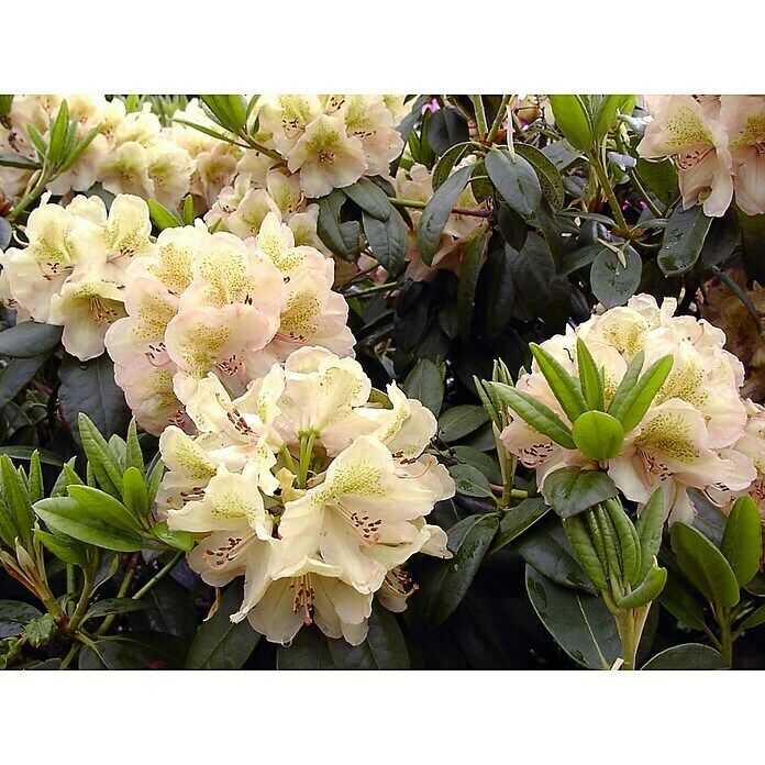 Großblumiger RhododendronRhododendron 'Belkanto'(S) EASYDENDRON®, Topfvolumen: 5 l, Gelb Mood Shot