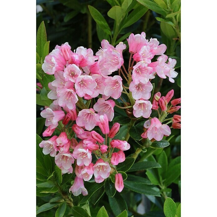 ZwergrhododendronRhododendron micranthum 'Bloombux', Topfvolumen: 5 l, Magenta Detail Shot