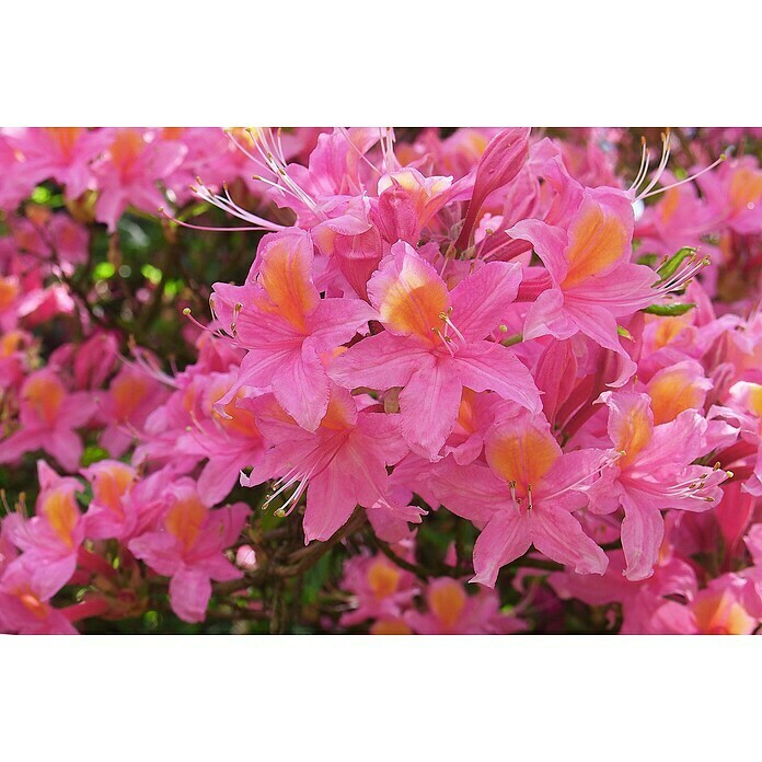 RhododendronRhododendron luteum 'Pink Mimosa', Topfvolumen: 10 l, Rosa Detail Shot