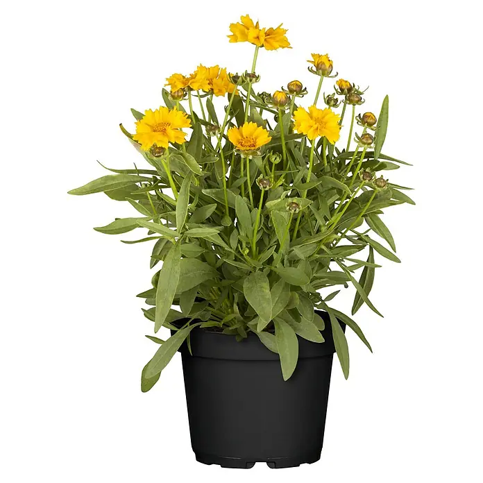 Piardino Stauden-Mix Colours of Summer - Topfgröße: 12 cm - Topfpflanze mit leuchtend gelben Blüten und grünen Blättern in einem schwarzen Topf.