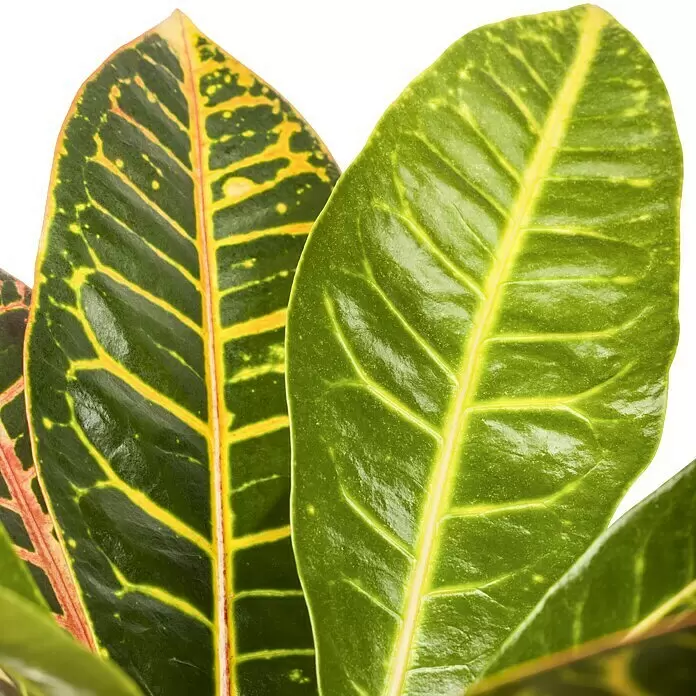 Piardino Kroton - Codiaeum variegatum, Topfgröße: 12 cm, Mehrfarbig gemustert - Detailaufnahme