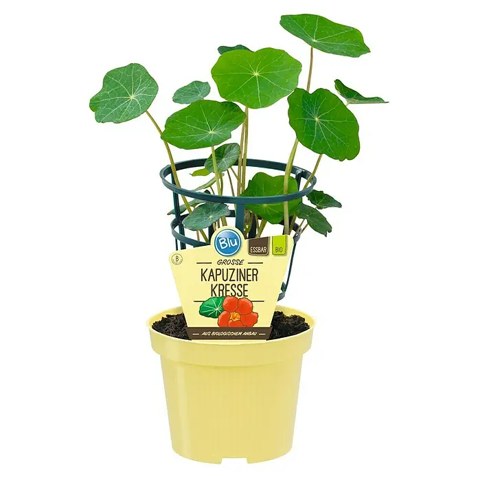 Piardino Kapuzinerkresse - Tropaeolum majus, Topfgröße: 12 cm - Kapuzinerkresse im gelben Topf mit grüner Pflanzenstütze, die auf einem schwarzen Hintergrund isoliert ist.