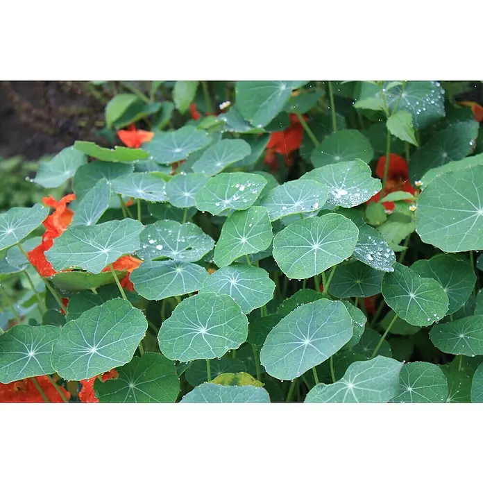 Piardino Kapuzinerkresse - Tropaeolum majus, Topfgröße: 12 cm - Nahaufnahme von Kapuzinerkresseblättern und orangefarbenen Blüten, die mit Wassertropfen bedeckt sind und eine erfrischende und lebendige Szene schaffen.
