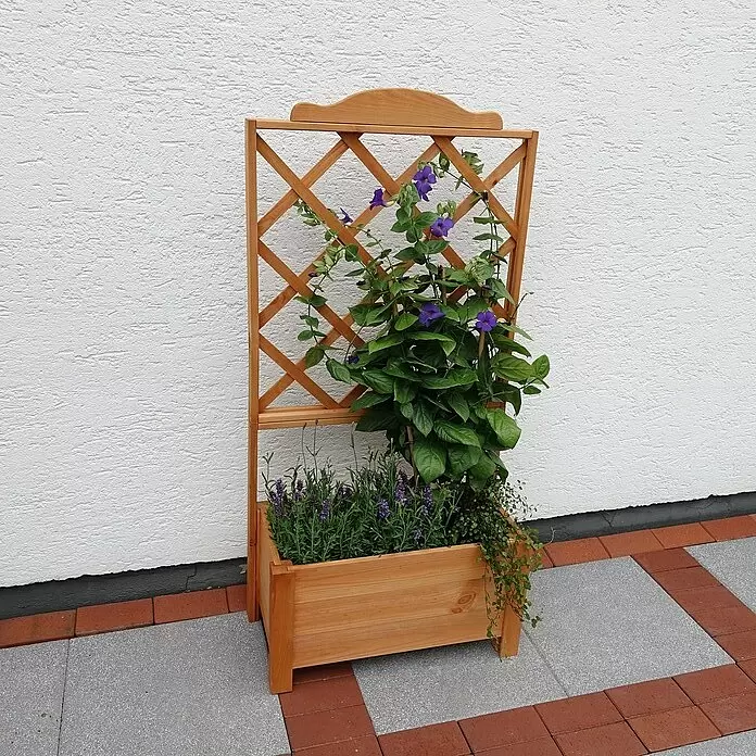 Promadino Pflanzkasten Botanica - Außenmaß (L x B x H): 69 x 32 x 139 cm, Holz, Honigbraun - Helles Holz-Pflanzgefäß mit integriertem Rankgitter, gefüllt mit violettem Lavendel und einer Kletterpflanze.