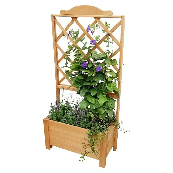 Promadino Pflanzkasten Botanica - Außenmaß (L x B x H): 69 x 32 x 139 cm, Holz, Honigbraun - Leichter Holz-Pflanzkasten mit Spalier, gefüllt mit Lavendel und einer lila Rankpflanze.