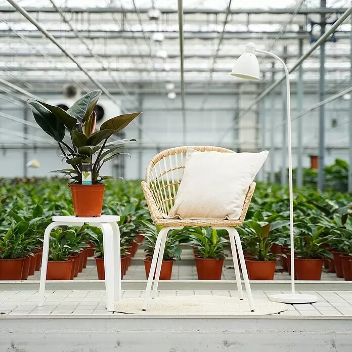 Piardino Baumfreund 'Congo Rojo' - Philodendron, Topfgröße: 19 cm - Rattansessel mit weißem Kissen, weiße Stehlampe und Beistelltisch neben einer dunkelgrünen Pflanze im Gewächshaus.