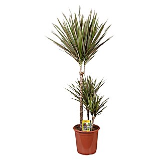 Piardino Drachenbaum (Dracaena marginata 'Bicolor', Topfgröße: 21 cm, Dunkelgrün/Purpurrot)