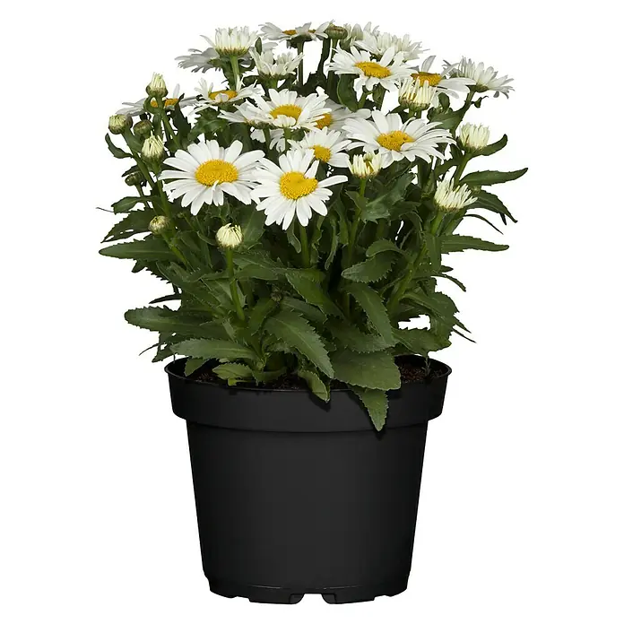Piardino Großblumige Garten-Margerite - Leucanthemum maximum, Weiß, Gelb - Nahaufnahme einer Topfpflanze mit weißen Gänseblümchen und grünen Blättern in einem schwarzen Topf.