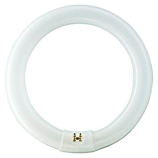 Philips Tubo fluorescente TL-E circular (Blanco frío, 22 W, Largo: 3,09 cm)