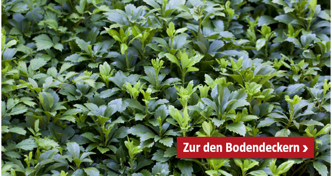 Bodendecker