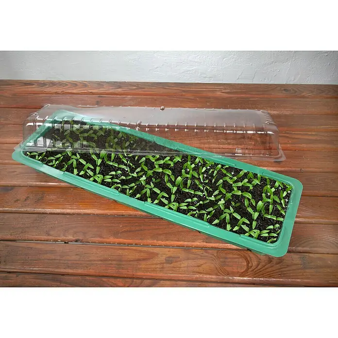 Floraworld Zimmergewächshaus - L x B x H: 57 x 17 x 12,5 cm, Grün - Dieses Bild zeigt eine grüne Anzuchtschale mit durchsichtigem Deckel, gefüllt mit kleinen Sämlingen auf einem Holztisch.