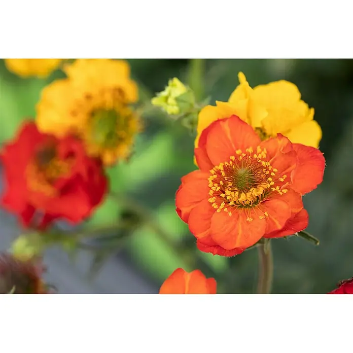 Piardino Staude Nelkenwurz - Geum coccineum, Topfgröße: 13 cm - Nahaufnahme von leuchtenden, orangefarbenen und gelben Geum-Blüten mit feinen Details und lebendigen Farben.