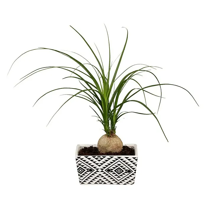 Piardino Zimmerpflanzen-Mix - Verschiedene Sorten, Topfgröße: 15 cm - Zimmerpflanze Elefantenfuß (Beaucarnea recurvata) in einem Topf mit geometrischem Muster. Die Pflanze hat lange, grüne Blätter und einen verdickten Stamm.