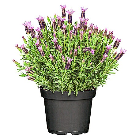 Piardino Schopflavendel (Lavandula stoechas, Topfgröße: 18 cm, Violett)