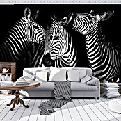 Fototapete Zebra (368 x 254 cm, Vlies)