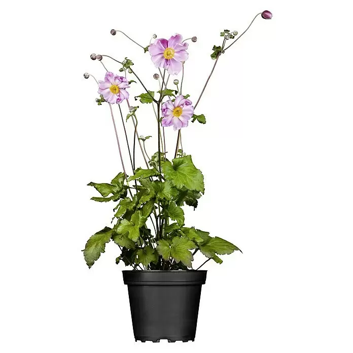 Piardino Herbstanemone - Anemone Hybride 'Fantasy' in Sorten, Topfgröße: 19 cm, sortenabhängig - Topfpflanze mit hellvioletten Blüten, gelben Mitten, grünen Blättern und Knospen in einem schwarzen Topf.