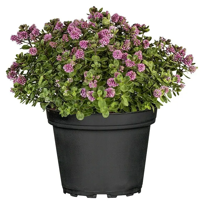Piardino Strauchveronika - Hebe 'All Blooms'®, Topfgröße: 12 cm - Eine Hebe Addenda 'Pink Pixie' Pflanze in einem schwarzen Topf, die durch ihre kleinen rosa Blüten und grünen Blätter besticht. Ideal für Balkon und Garten.