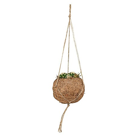 Piardino Cactus (Cactus, Tamaño de maceta: 10 cm)