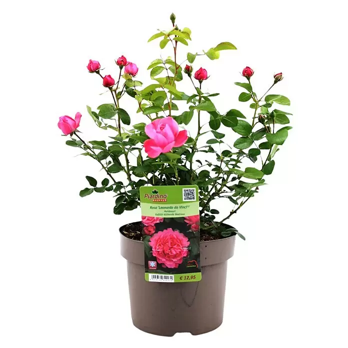 Piardino Beetrose Leonardo da Vinci® - Rosa Hybride, Topfgröße: 23 cm, Dunkelrosa - Topfrosenpflanze mit rosa Blüten, grünen Blättern und Knospen in einem braunen Topf mit Produktetikett.