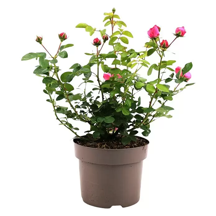Piardino Beetrose Leonardo da Vinci® - Rosa Hybride, Topfgröße: 23 cm, Dunkelrosa - Eine lebendige Topfrosenpflanze mit rosa Knospen und grünen Blättern in einem braunen Topf.