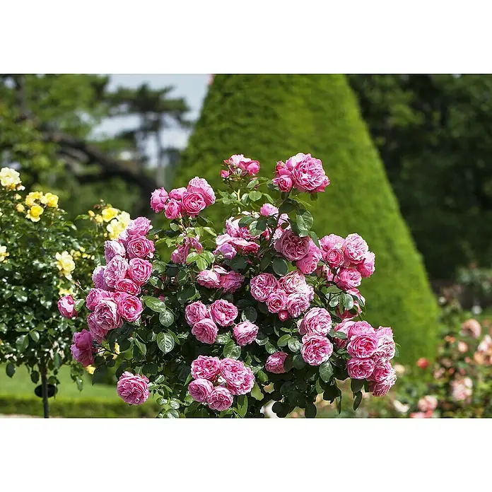 Piardino Beetrose Leonardo da Vinci® - Rosa Hybride, Topfgröße: 23 cm, Dunkelrosa - Üppiger Strauch rosa Rosen in einem Garten, die Blütenblätter strahlen in der Sonne, während die grüne Kulisse die Szene belebt.