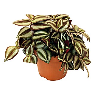 Piardino Zebrina (Tradescantia zebrina, Tamaño de maceta: 12 cm)