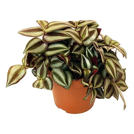 Piardino  Zebrina