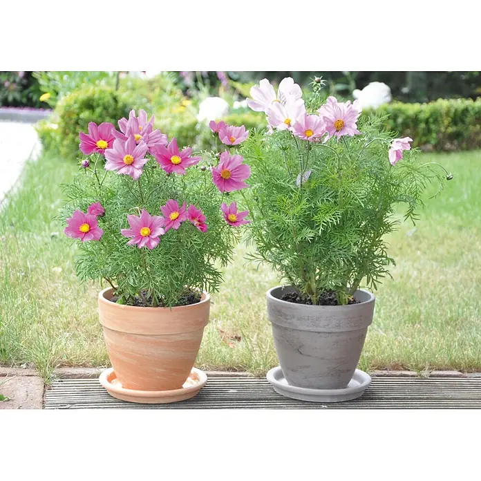 Pflanztopf Levante - Außenmaß (Ø x H): 21 x 18 cm, Naturmaterialien, Hell marmoriert - Zwei Blumentöpfe mit Kosmeenblüten in Rosa- und Weißtönen, die auf einer Terrasse stehen.