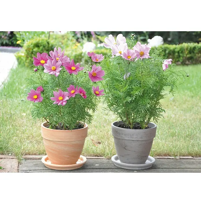 Pflanztopf Levante - Außenmaß (Ø x H): 21 x 18 cm, Naturmaterialien, Hell marmoriert - Zwei Blumentöpfe mit Kosmeenblüten in Rosa- und Weißtönen, die auf einer Terrasse stehen.