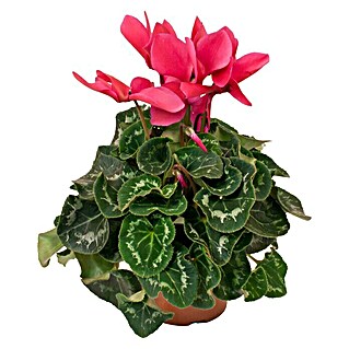 Piardino Zimmer-Alpenveilchen (Cyclamen persicum, Topfgröße: 13 cm, Lila)