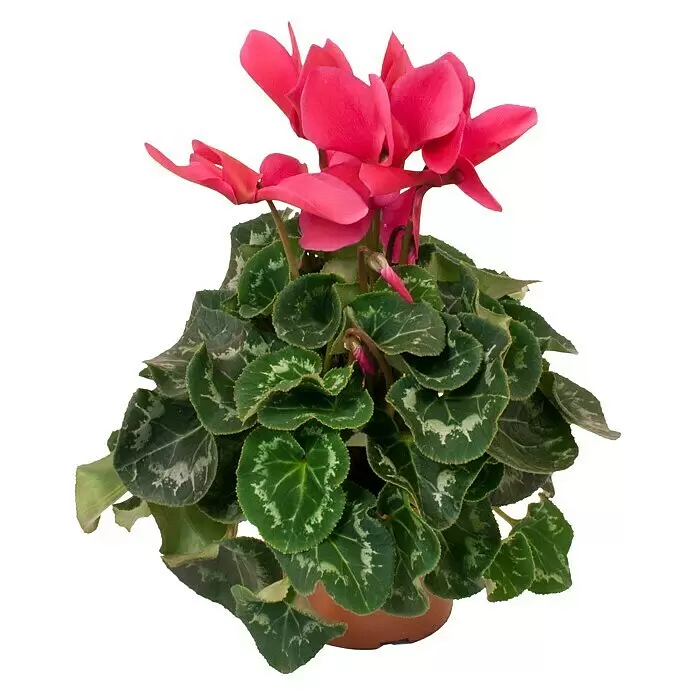 Piardino Zimmer-AlpenveilchenCyclamen persicum, Topfgröße: 13 cm, Lila