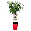 Almendro (Prunus dulcis, Tamaño de maceta: 12 cm) | BAUHAUS