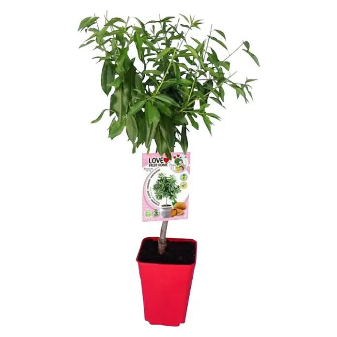 Almendro - Prunus dulcis, Tamaño de maceta: 12 cm - Planta de interior en una maceta roja, etiquetada como "Love Fruit Home", con exuberante follaje verde, ideal para interiorismo.