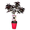 Piardino Bio Melocotón (Prunus persica 'crimsonbonfire') | BAUHAUS