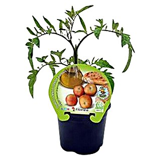 Tomate (Solanum lycopersicum, 13 cm)