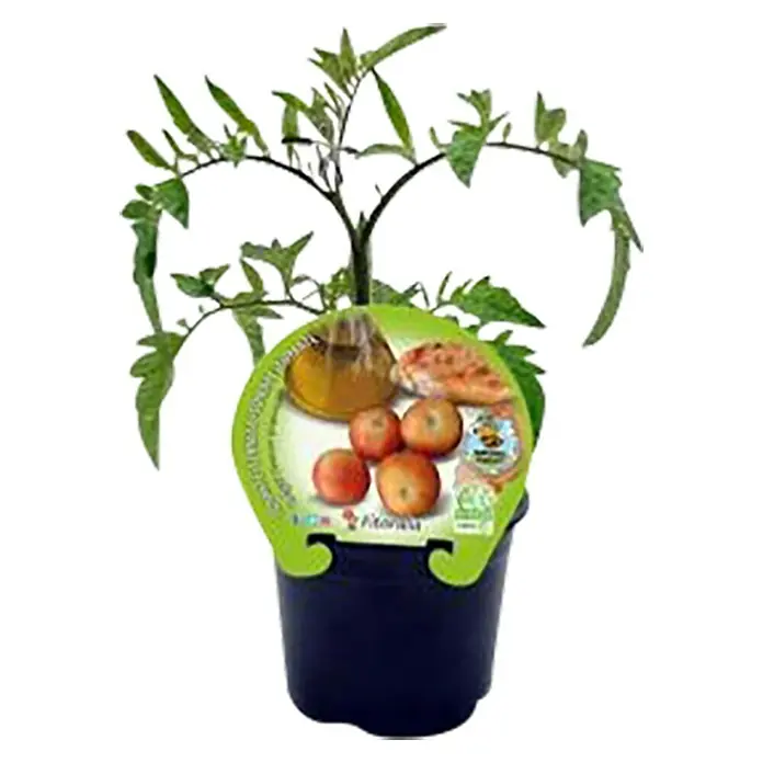Tomate - Solanum lycopersicum, 13 cm - Una planta de tomate joven en maceta con la variedad mostrada en una etiqueta verde adherida a la maceta, mostrando el crecimiento verde temprano de la planta.
